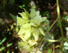 Montanoa leucantha