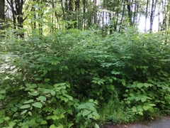 Reynoutria japonica