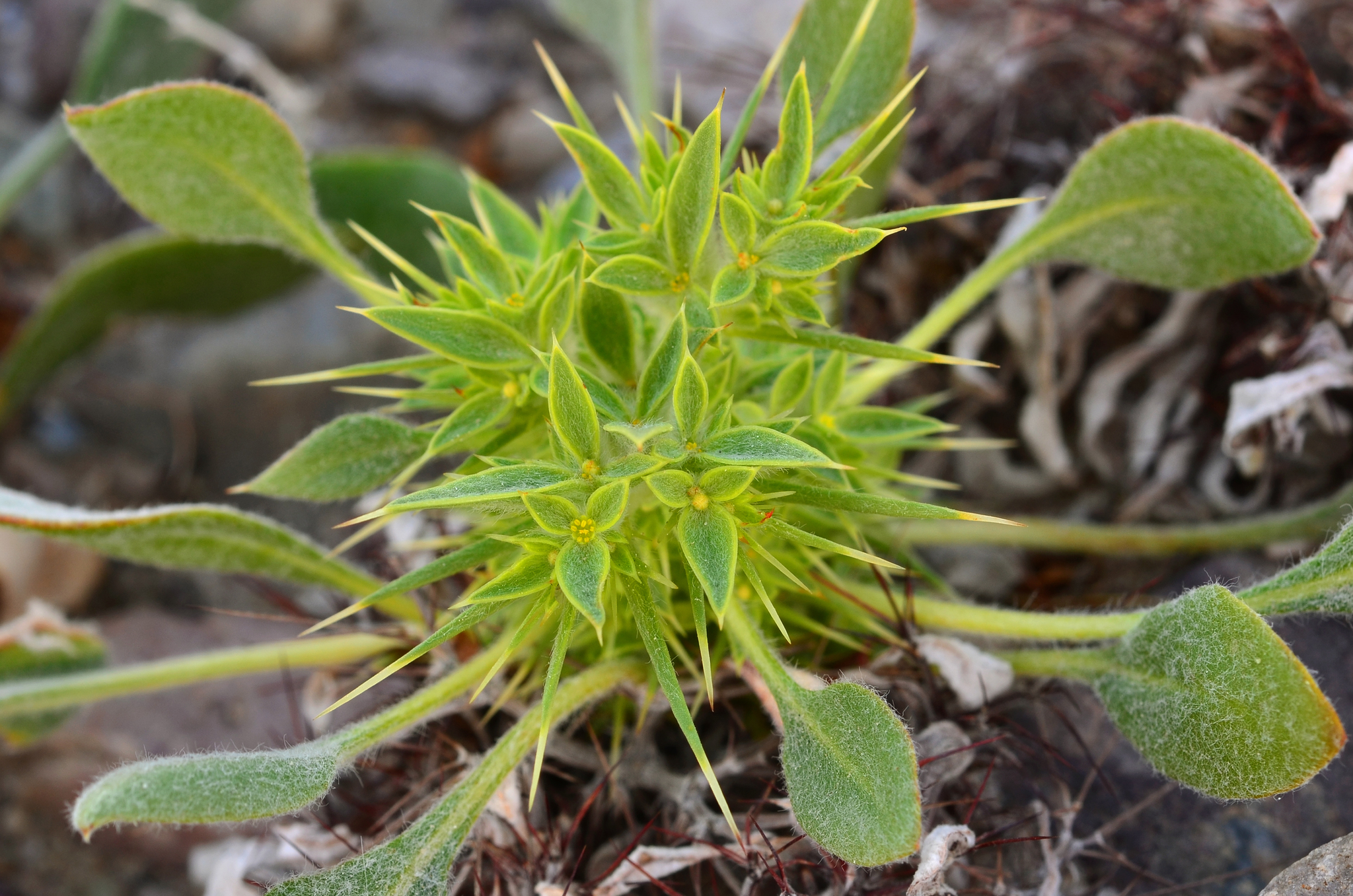 Chorizanthe rigida
