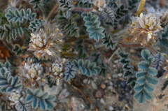 Dalea mollissima