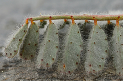 Dalea mollissima