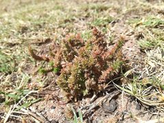 Crassula lanceolata lanceolata