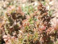 Crassula lanceolata lanceolata