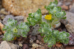 Eriophyllum pringlei