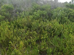 Aspalathus cliffortiifolia