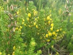 Aspalathus cliffortiifolia