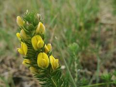 Aspalathus cliffortiifolia