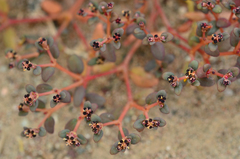 Euphorbia parishii