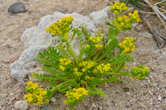 Lepidium flavum