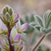 Bajada Lupine - Photo (c) Christian Schwarz, some rights reserved (CC BY-NC), uploaded by Christian Schwarz