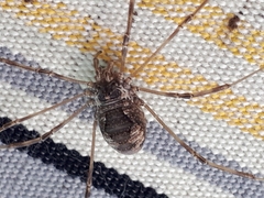 Dasylobus graniferus