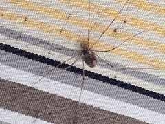 Dasylobus graniferus