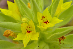 Mohavea breviflora