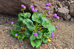 Phacelia calthifolia
