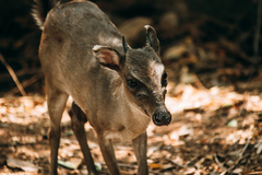 Philantomba maxwellii