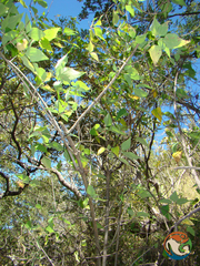 Montanoa leucantha