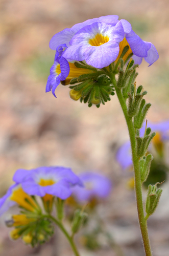 Frémont's Phacelia