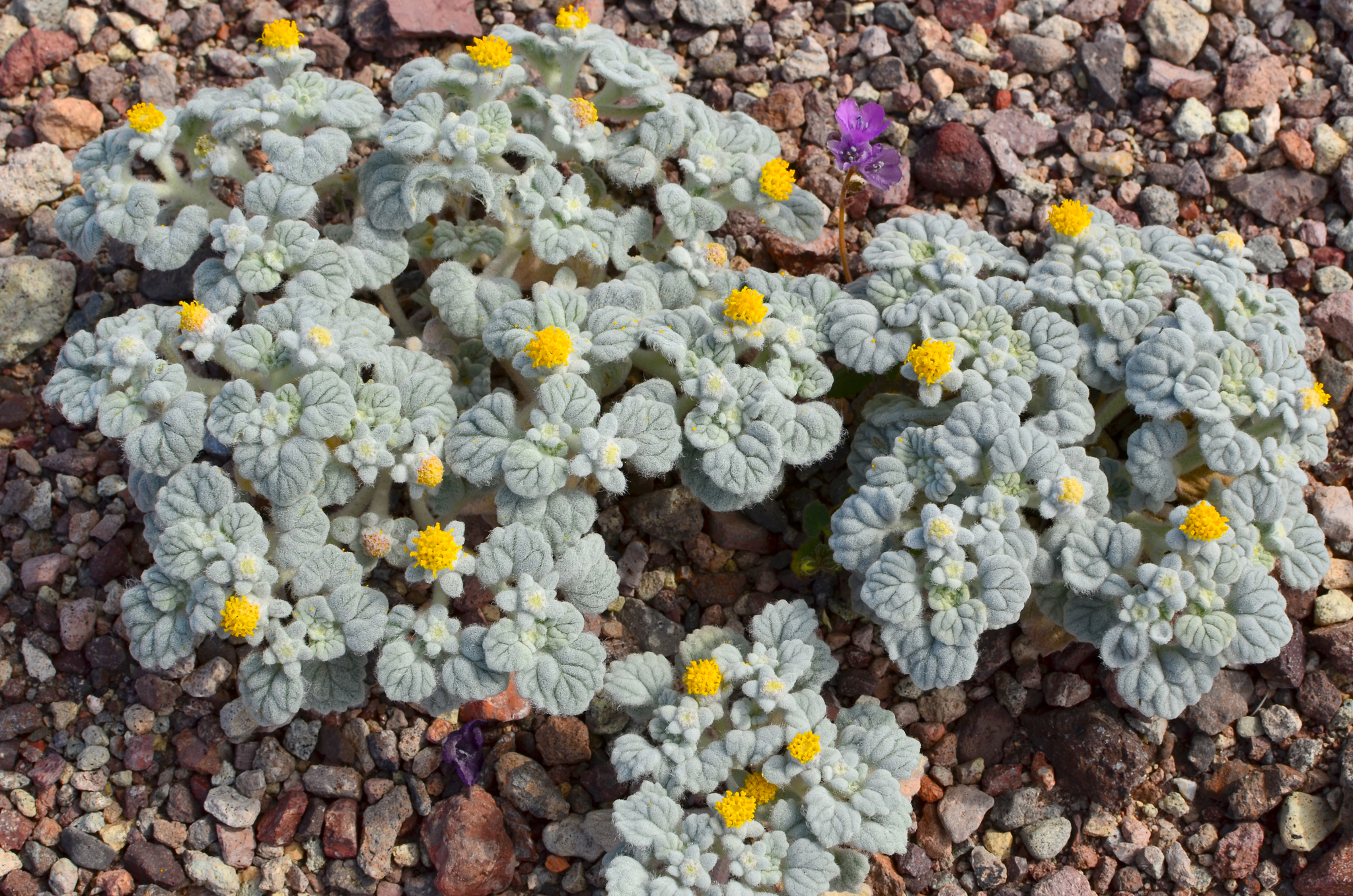 Psathyrotes ramosissima