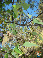 Montanoa leucantha