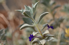 Salvia funerea