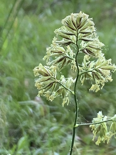 photo of Orchard Grass (Dactylis glomerata)