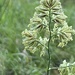 photo of Orchard Grass (Dactylis glomerata)