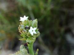 Thesium capitatum