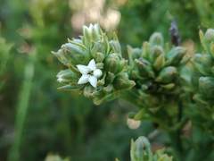 Thesium capitatum