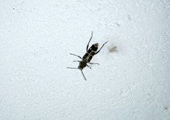 Xylotrechus subscutellatus