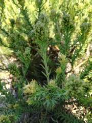 Thesium capitatum