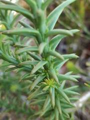 Thesium capitatum