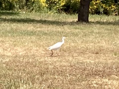 Bubulcus ibis