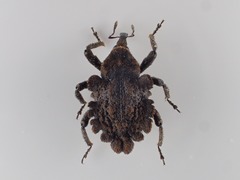Tylodinus