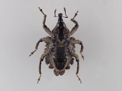 Tylodinus
