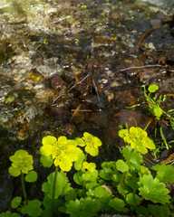 Chrysosplenium serreanum
