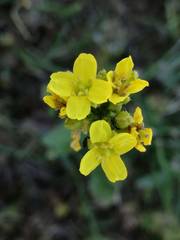 Erucastrum strigosum