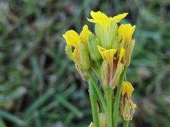 Erucastrum strigosum