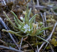 Claytonia exigua