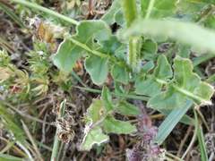 Erucastrum strigosum