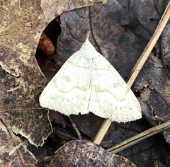 Chytolita morbidalis