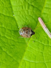 Cosmopepla intergressa