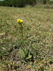 Erucastrum strigosum