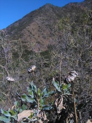 Grindelia chiloensis