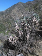 Grindelia chiloensis