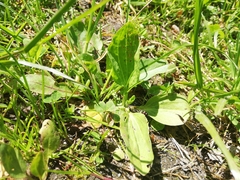 Plantago major