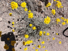 Eriophyllum lanatum integrifolium