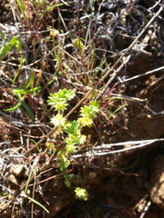 Alchemilla occidentalis
