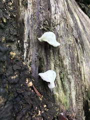 Auricularia fuscosuccinea