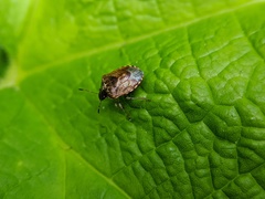 Cosmopepla intergressa