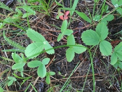 Fragaria virginiana platypetala